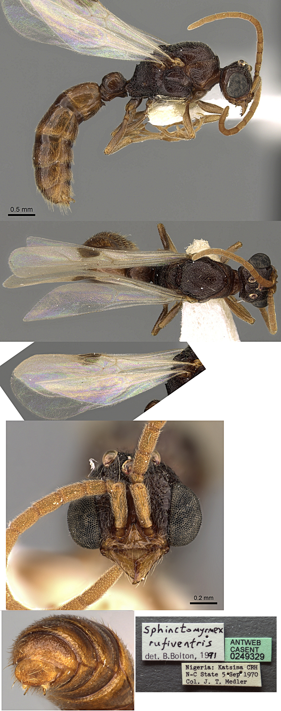 {Sphinctomyrmex rufiventris male}