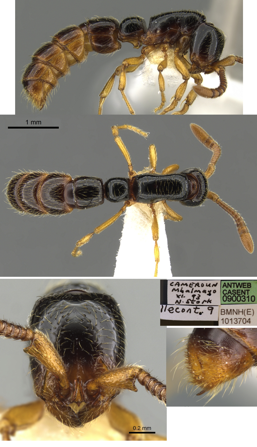 {Sphinctomyrmex rufiventris worker?}