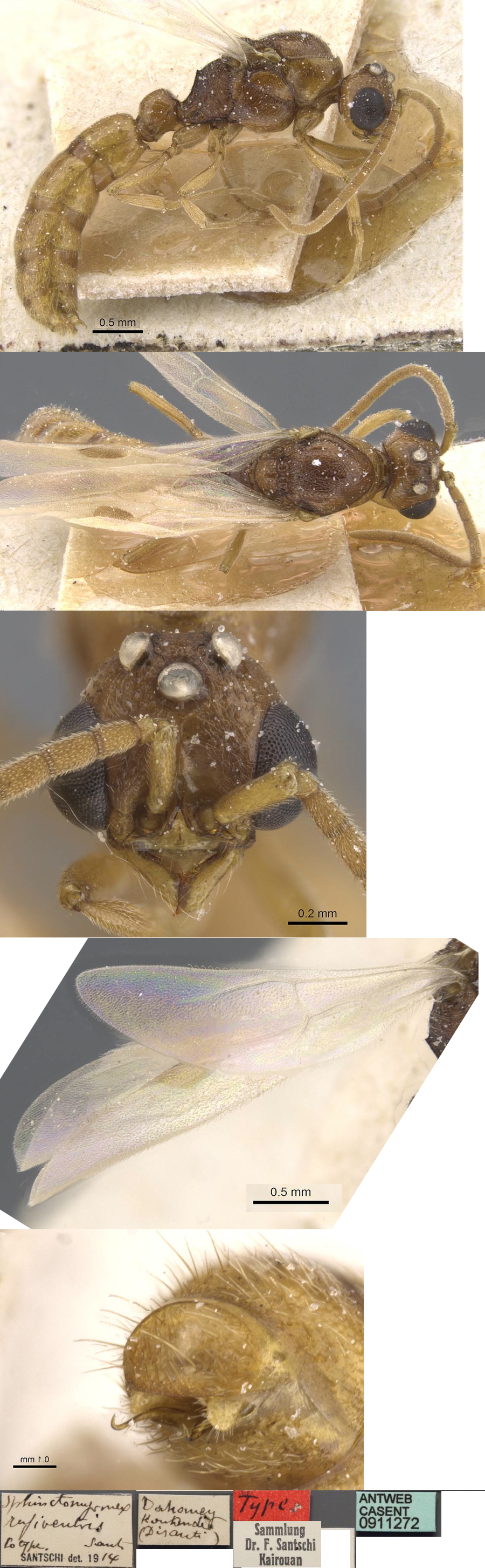 {Sphinctomyrmex rufiventris male}