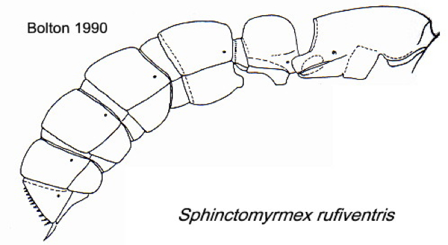 {Sphinctomyrmex rufiventris}