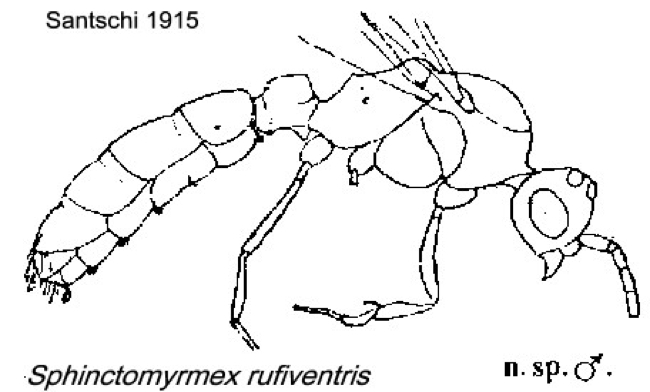 {Sphinctomyrmex rufiventris}