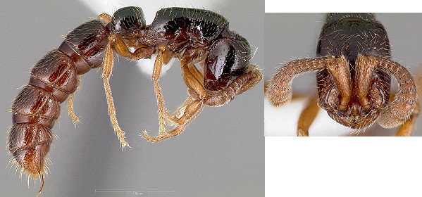 {Sphinctomyrmex species}