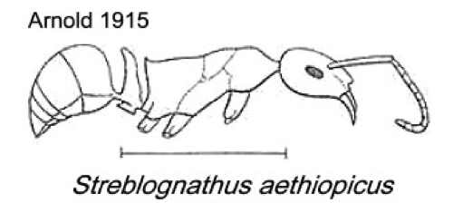 {Streblognathus aethiopicus}