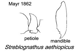 {Streblognathus aethiopicus}