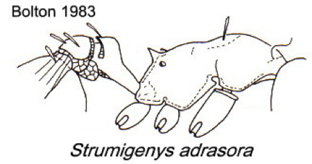 {Strumigenys adrasora}