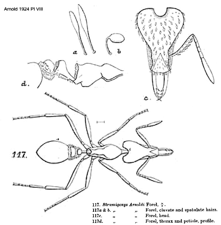 {Strumigenys arnoldi}