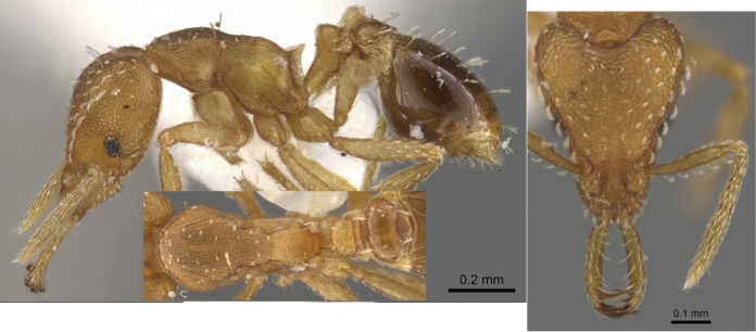 Strumigenys dromoshaula