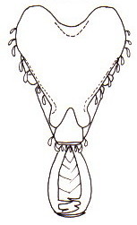 {Strumigenys dyshaula}