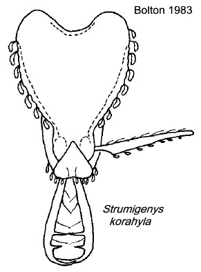 {Strumigenys korahyla}