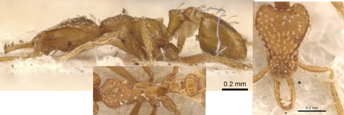 Strumigenys mesahyla