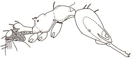 {Strumigenys murshila}