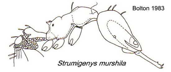 {Strumigenys murshila}