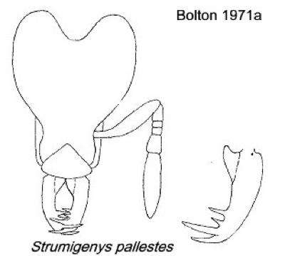 Strumigenys pallestes}