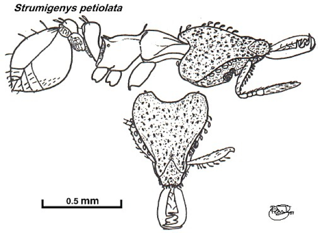 {Strumigenys petiolata}