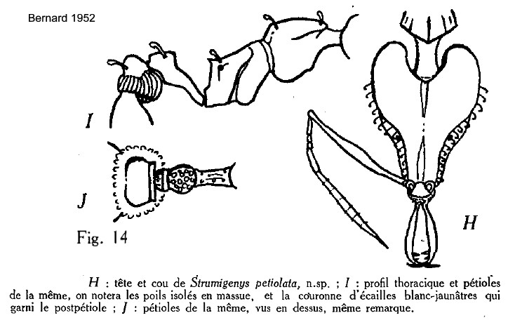 {Strumigenys petiolata}