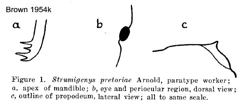 {Strumigenys pretoriae}