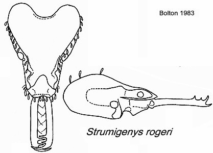 {Strumigenys rogeri}