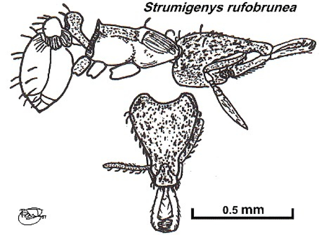 {Strumigenys rufobrunea}