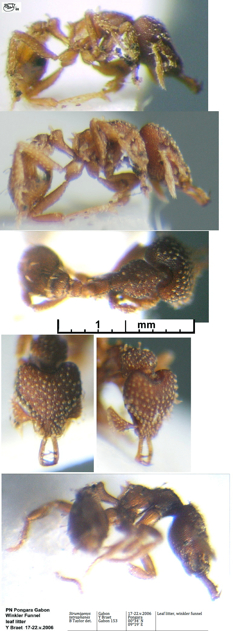 {Strumigenys tetraphanes}