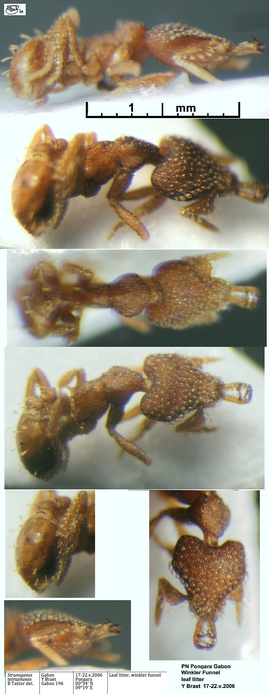 {Strumigenys tetraphanes}