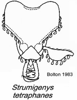 {Strumigenys tetraphanes}