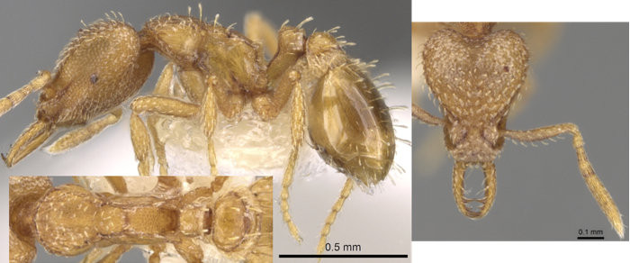 Strumigenys traegaordhi