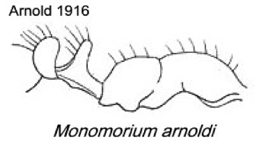 {Syllophopsis arnoldi}