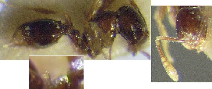 Syllophopsis malamixtum