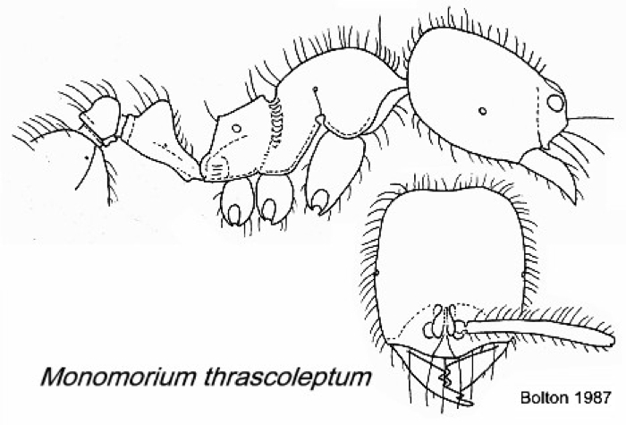 {Syllophopsis thrascolepta}