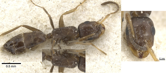 Tapinolepis litoralis