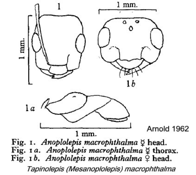 {Anoplolepis macrophthalma}