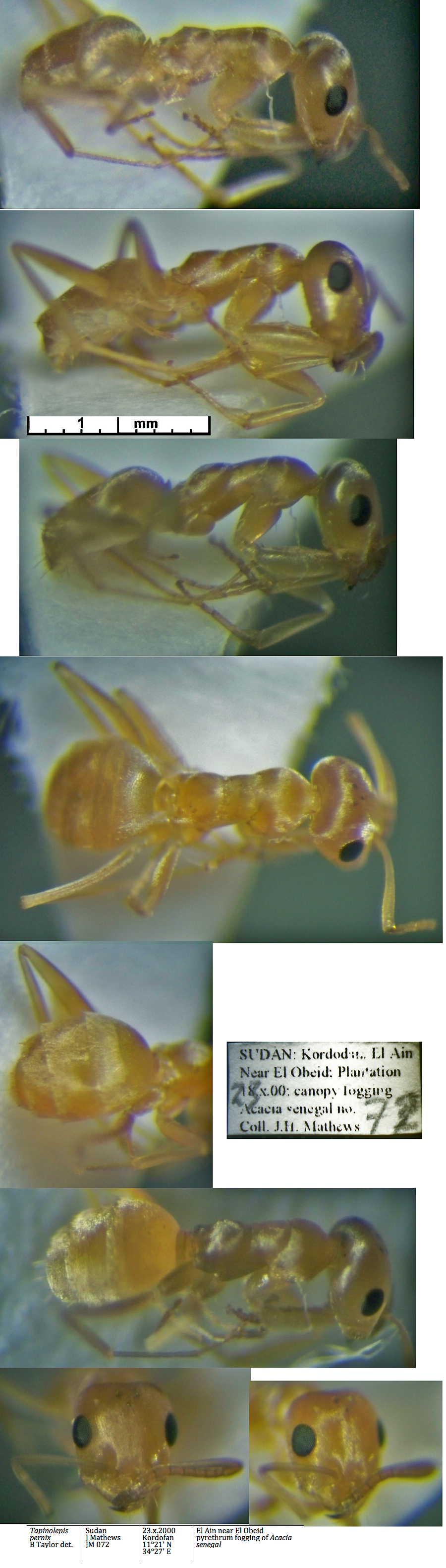 Tapinolepis pernix