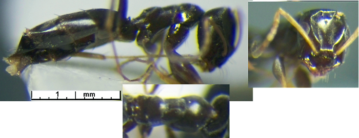 Tapinolepis simulans