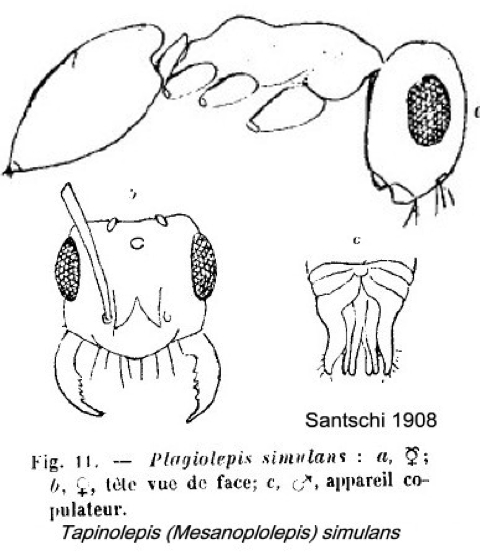 {Anoplolepis simulans}