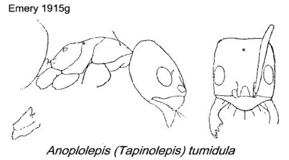 {Anoplolepis tumidula}