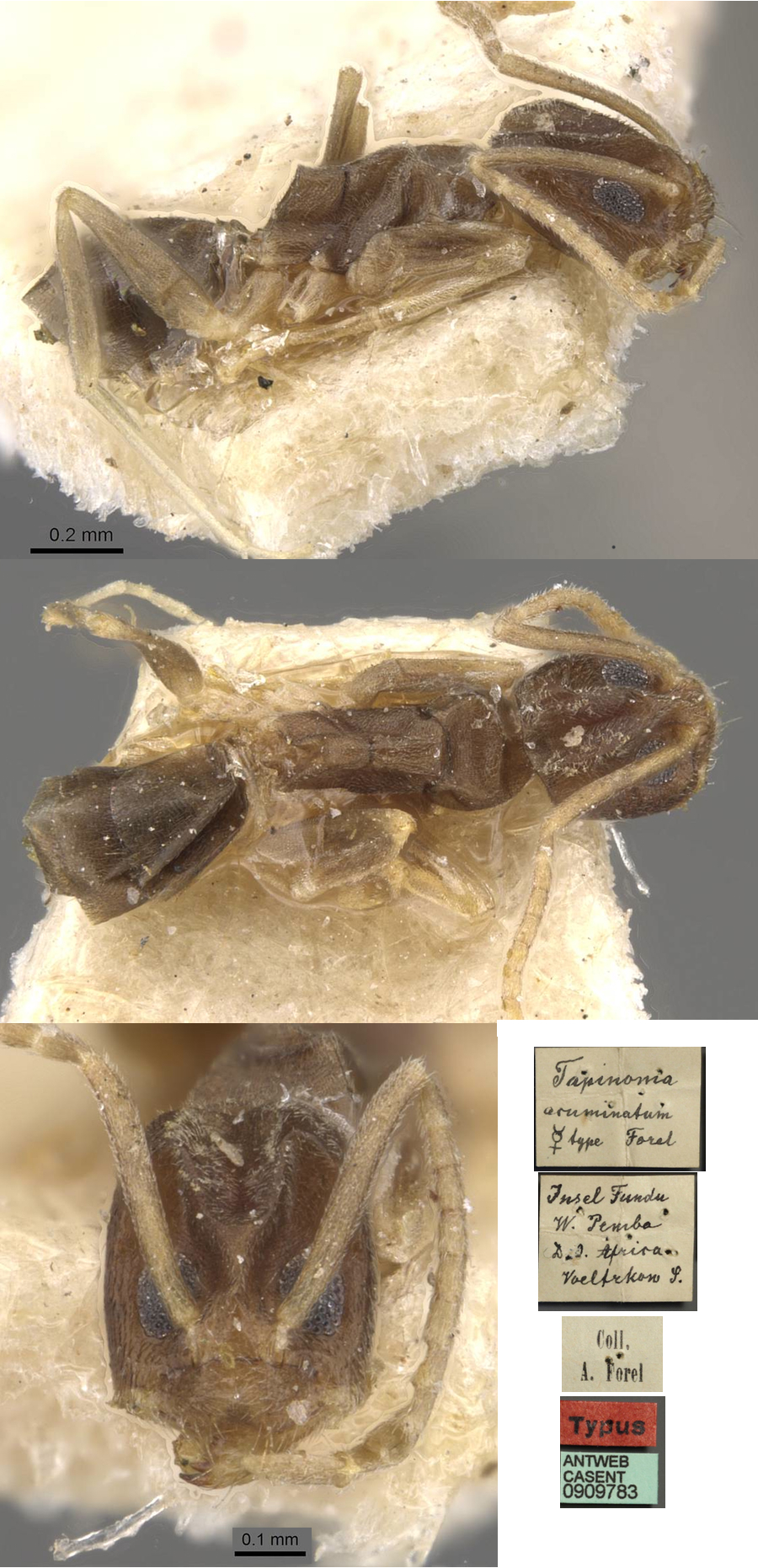 {Tapinoma acuminatum}