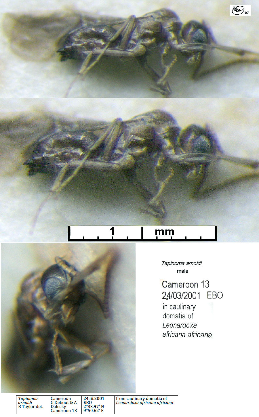 {Tapinoma arnoldi male}