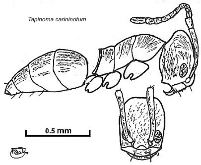 {Tapinoma carininotum}