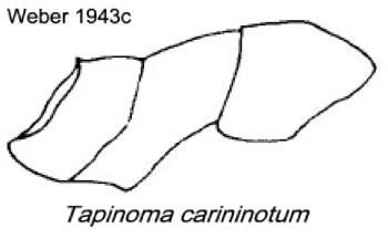 {Tapinoma carininotum}