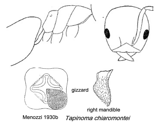 {Tapinoma chiaromontei}