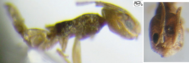 Tapinoma demissum