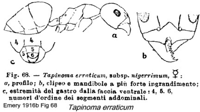 {Tapinoma erraticum}