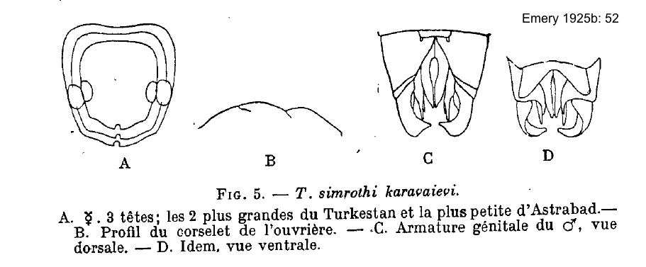 Tapinoma karavaievi
