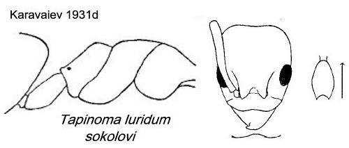 {Tapinoma luridum sokolovi}