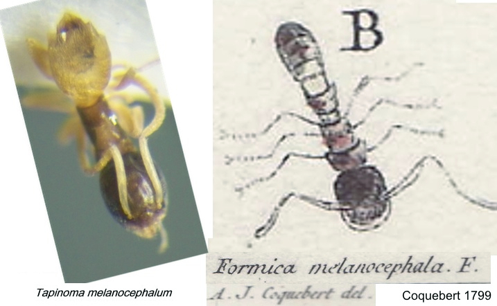 Tapinoma melanocephalum coquebert vs modern