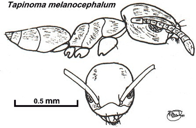 {Tapinoma melanocephalum}