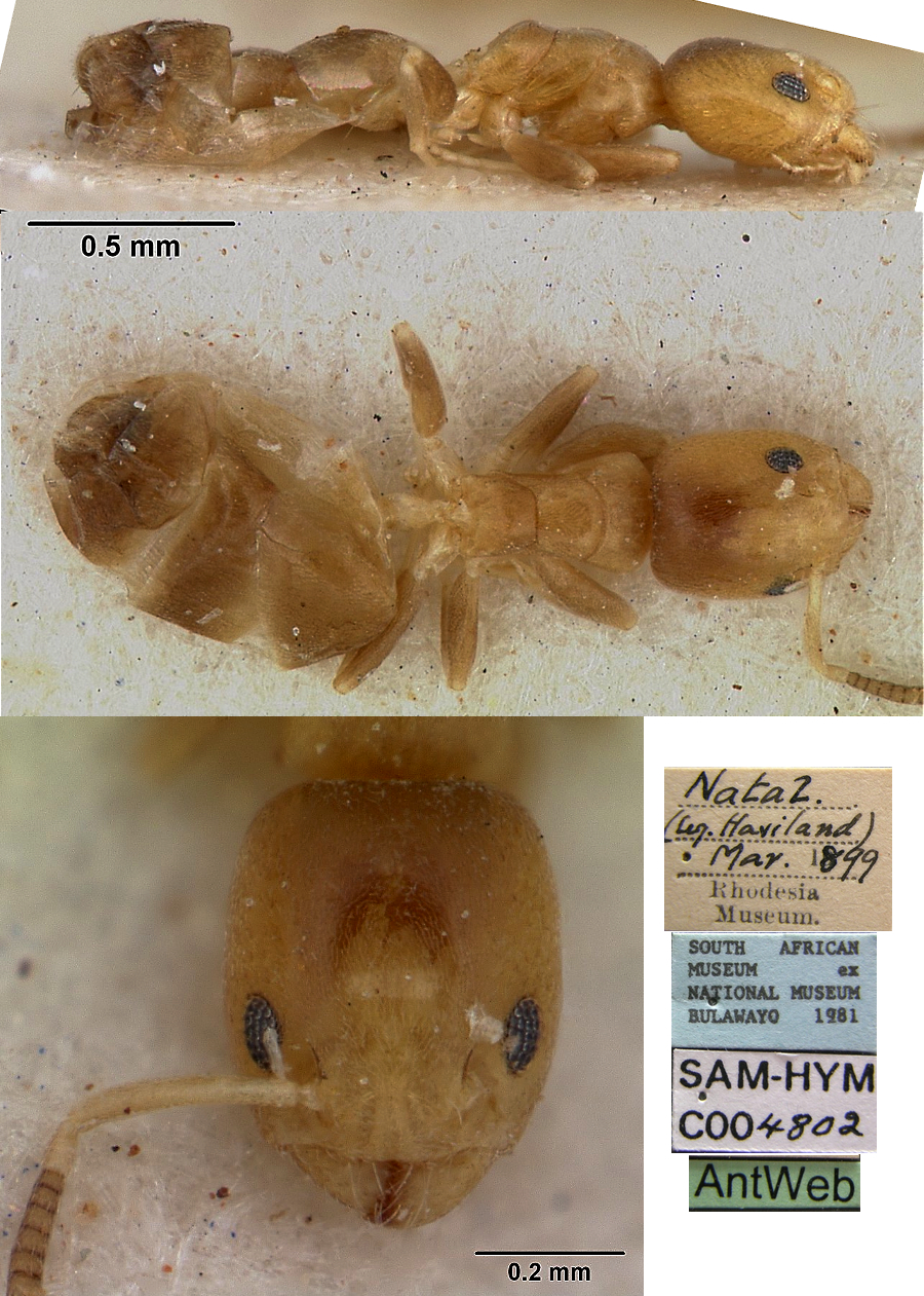 Tapinoma minimum worker