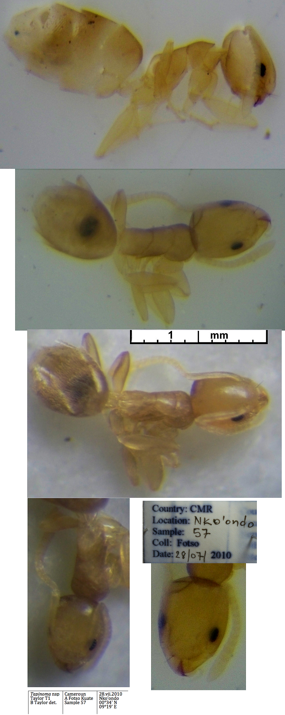 {Tapinoma species Nigeria T1}