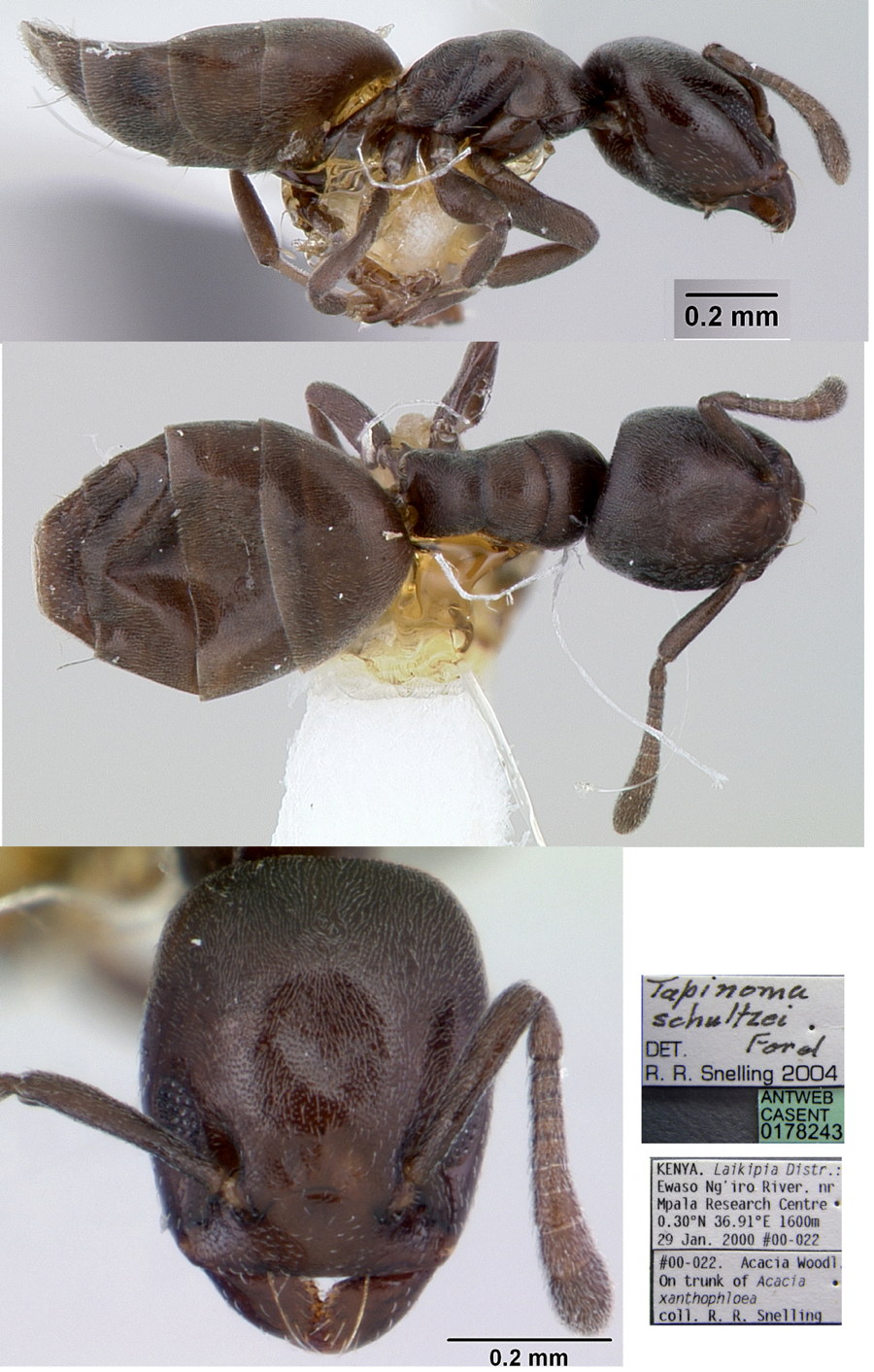 Tapinoma schultzei worker