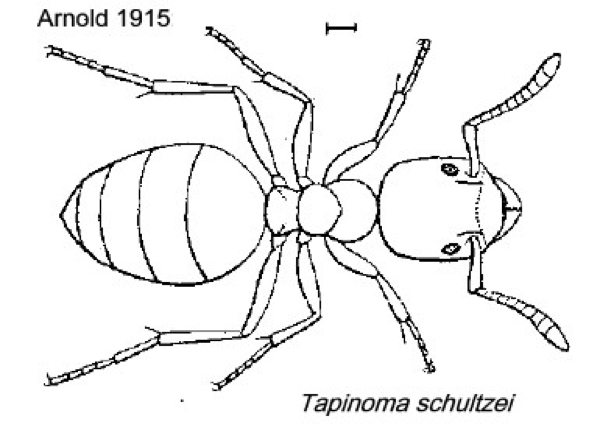 {Tapinoma schultzei}